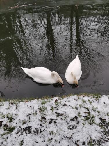 Stourbridge Swans